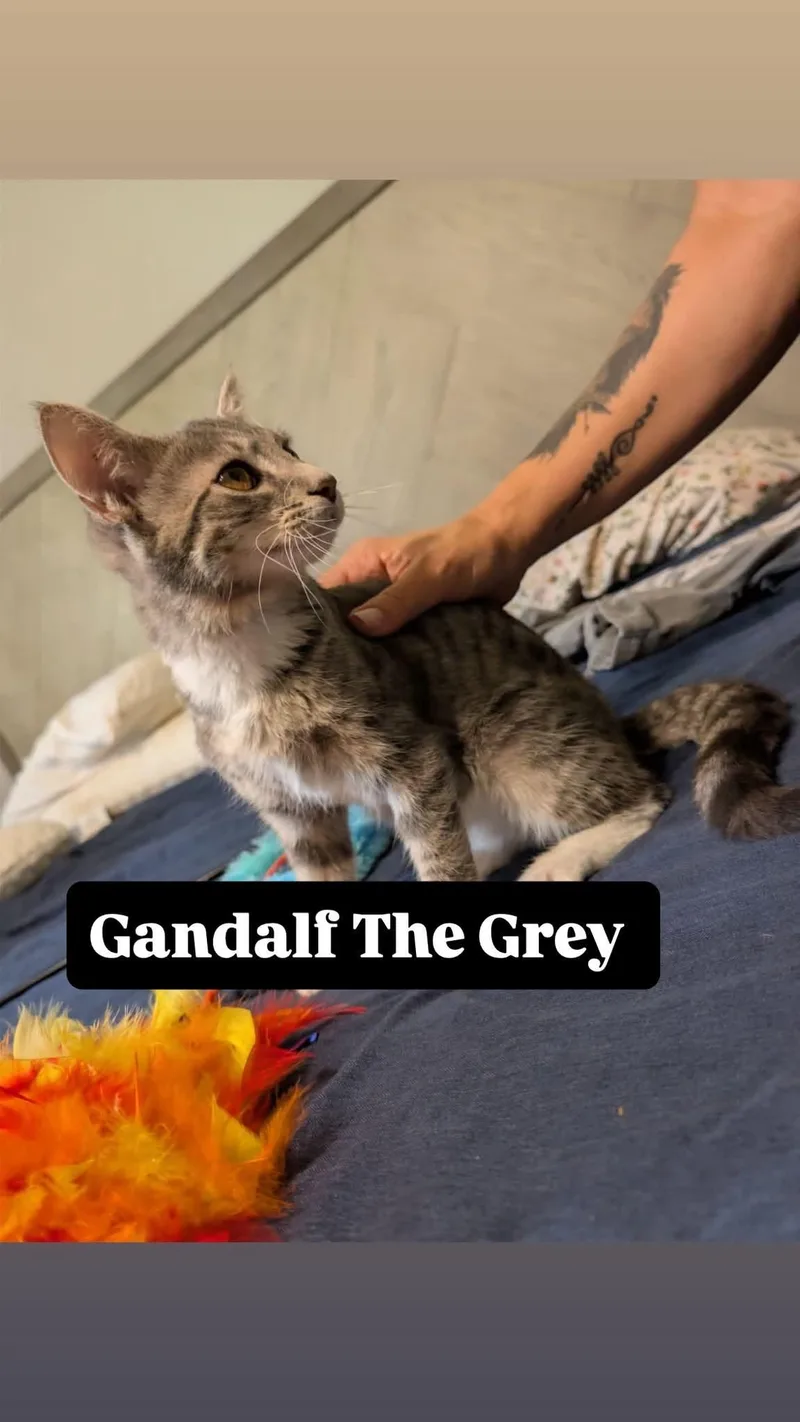 Gandalf the Gray thumbnail 3