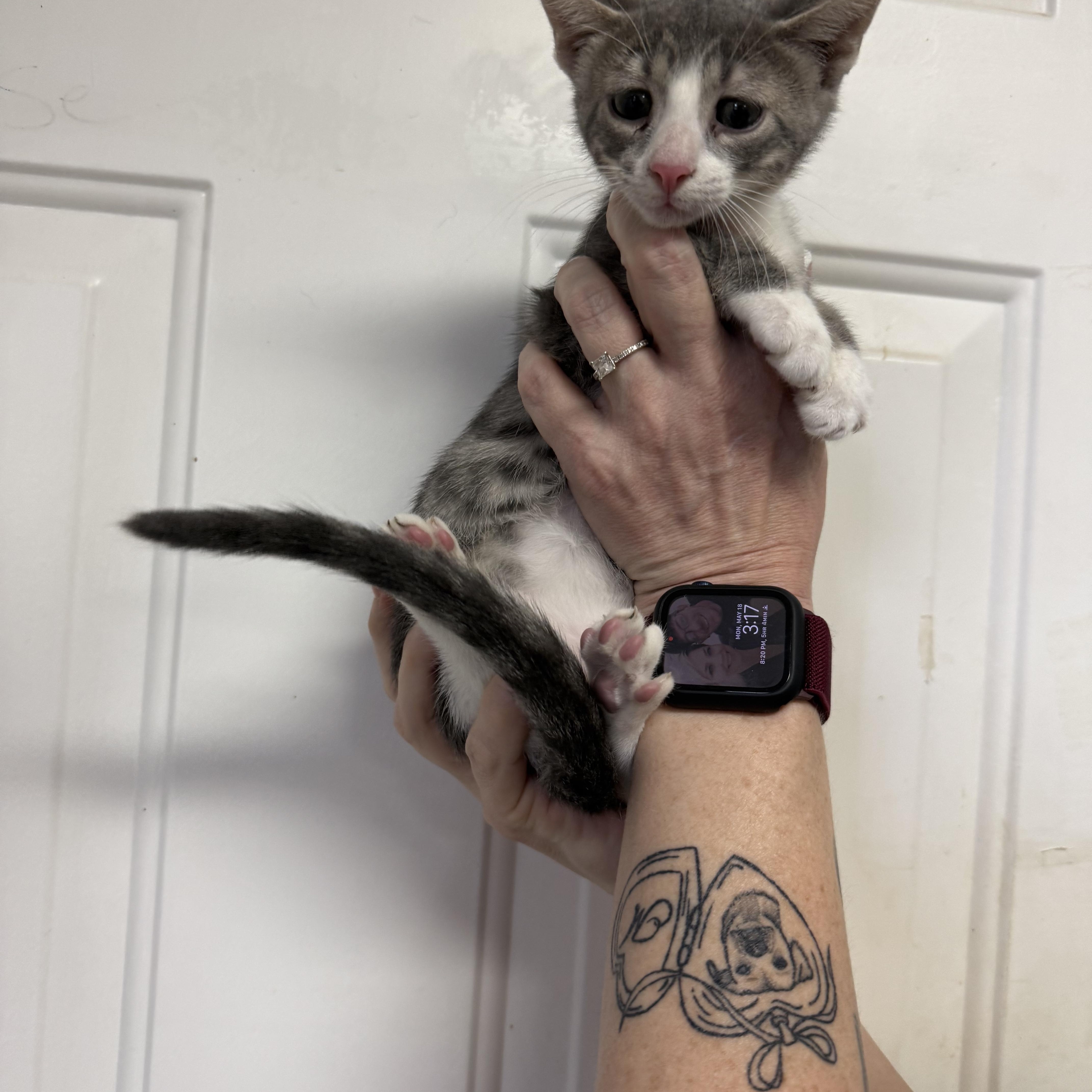A baby medium-sized male Tabby (Gray / Blue / Silver) Domestic Short Hair cat named Navi for adoption in Columbia, SC