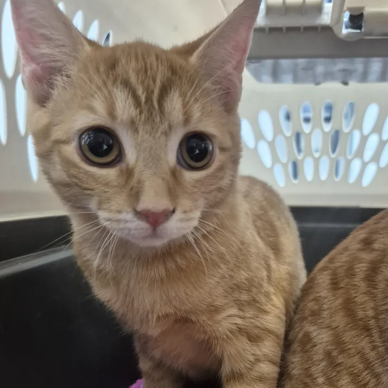 A baby medium-sized female Orange / Red Domestic Short Hair cat named Andie Walsh for adoption in Newark, NJ