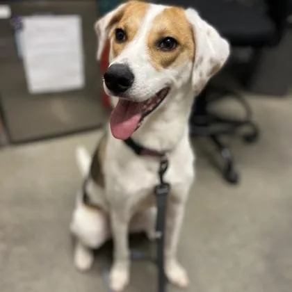 A young medium-sized female Mixed Breed dog named Izzy for adoption in Janesville, WI