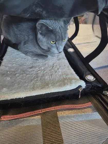 An adult medium-sized female Domestic Short Hair cat named Minnie for adoption in West Chester, PA