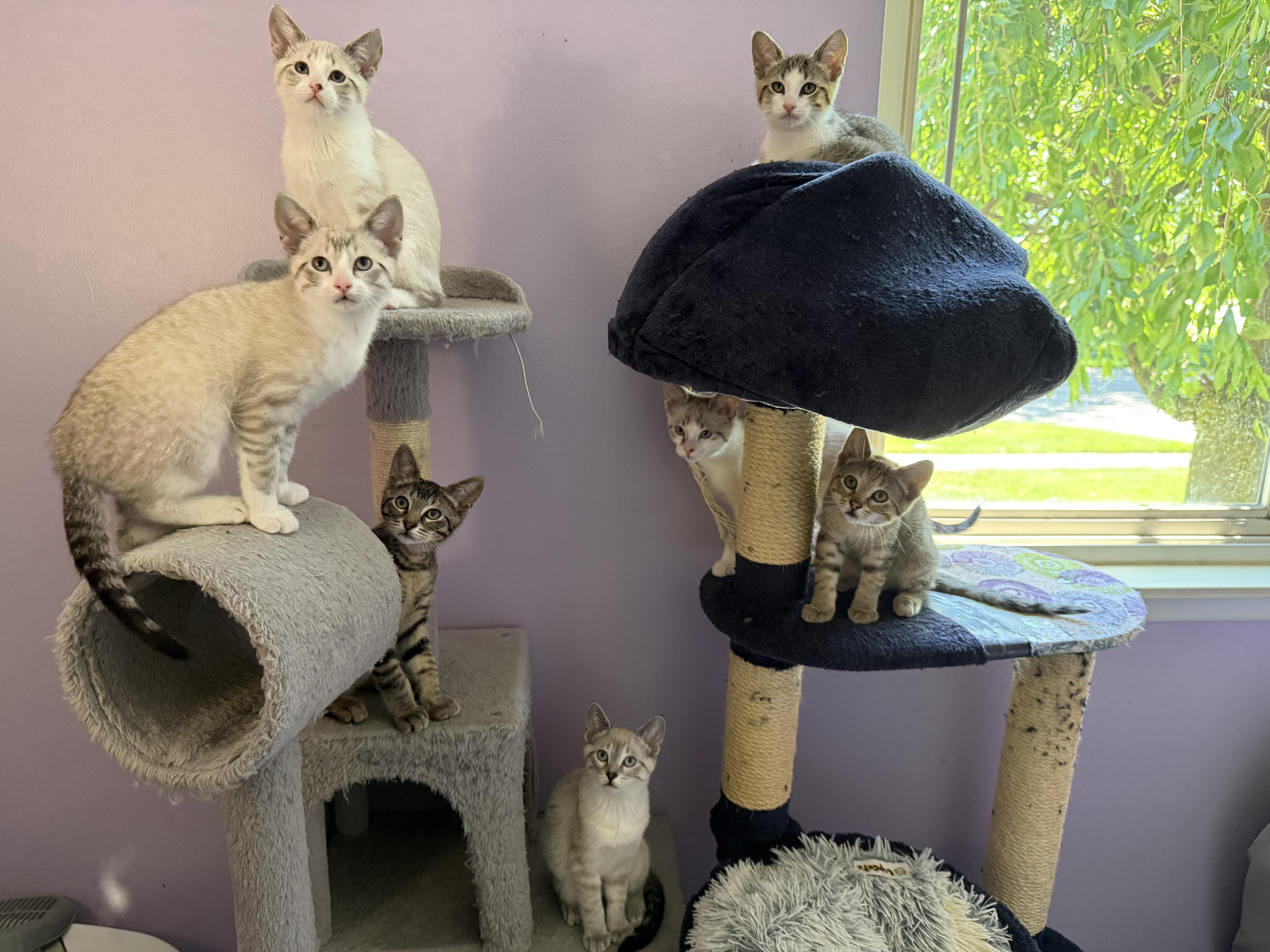 A baby small-sized female Seal Point Domestic Short Hair cat named Farkle for adoption in Garden City, MI