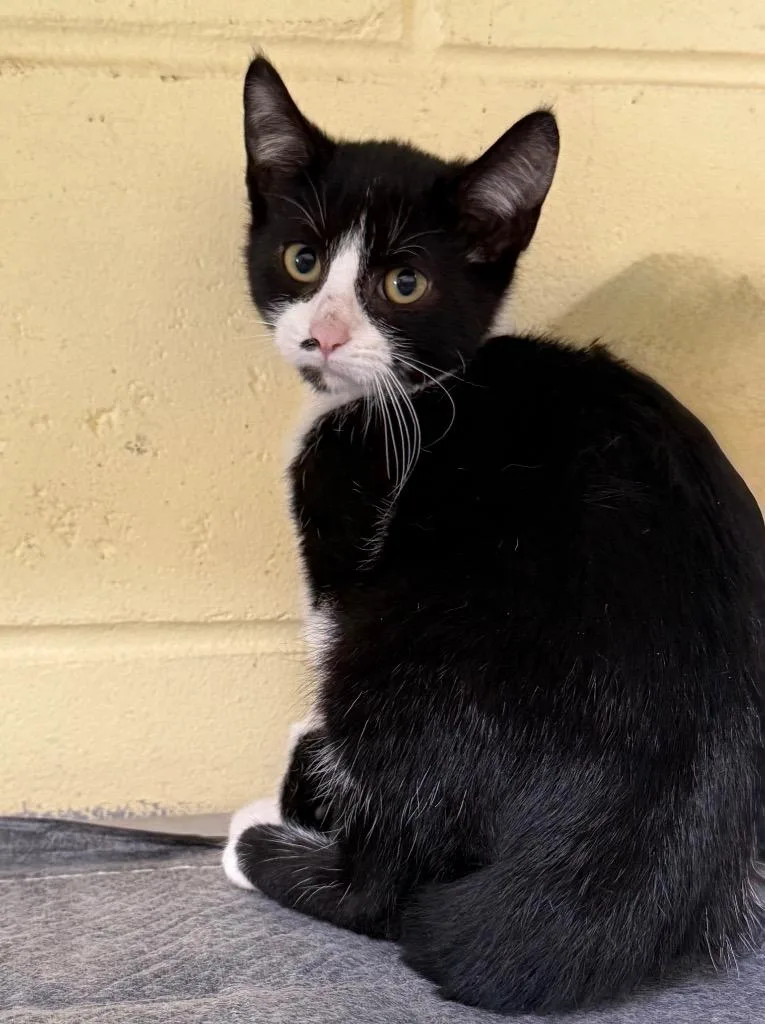A baby medium-sized male Domestic Short Hair cat named Honda Civic for adoption in Kingsland, GA