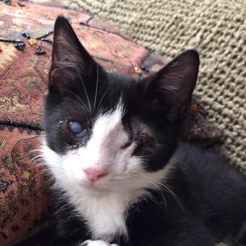A baby small-sized male Black Domestic Short Hair cat named Lebkuchen Ramishvili for adoption in Merrifield, VA