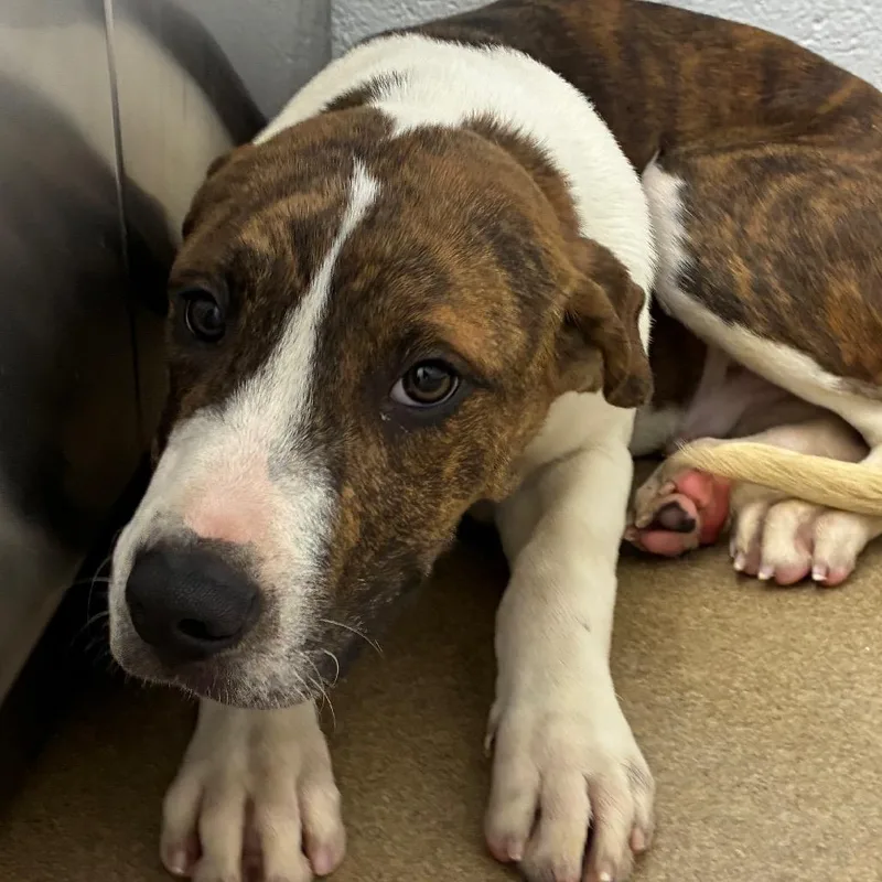 A young medium-sized male Brindle Terrier dog named Cashew for adoption in Corpus Christi, TX