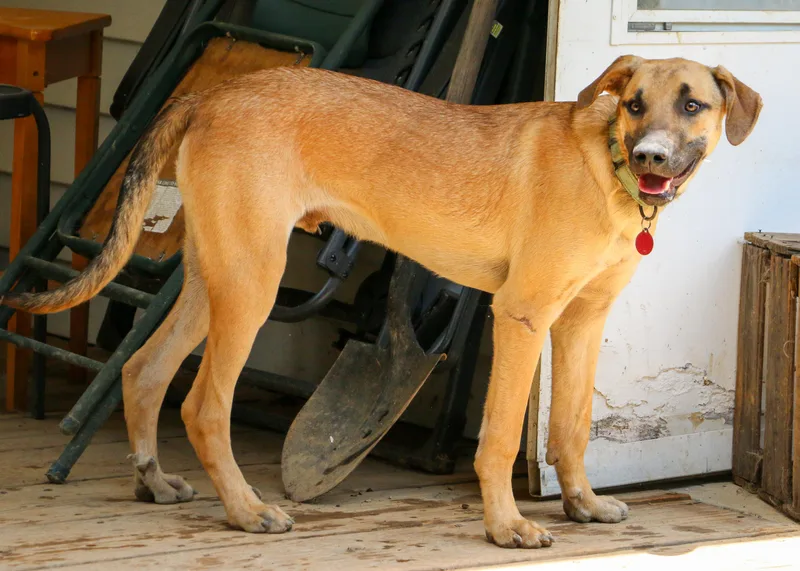 A baby medium-sized male Labrador Retriever dog named Asher Lee for adoption in Houston, TX