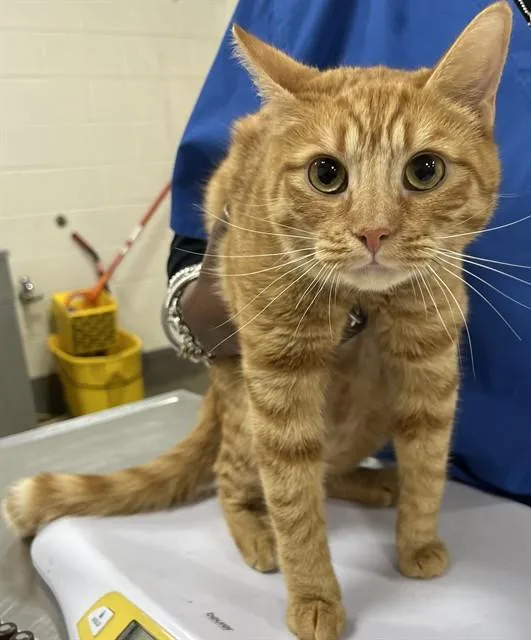 A young medium-sized female Domestic Short Hair cat named Peaches for adoption in Upper Marlboro, MD