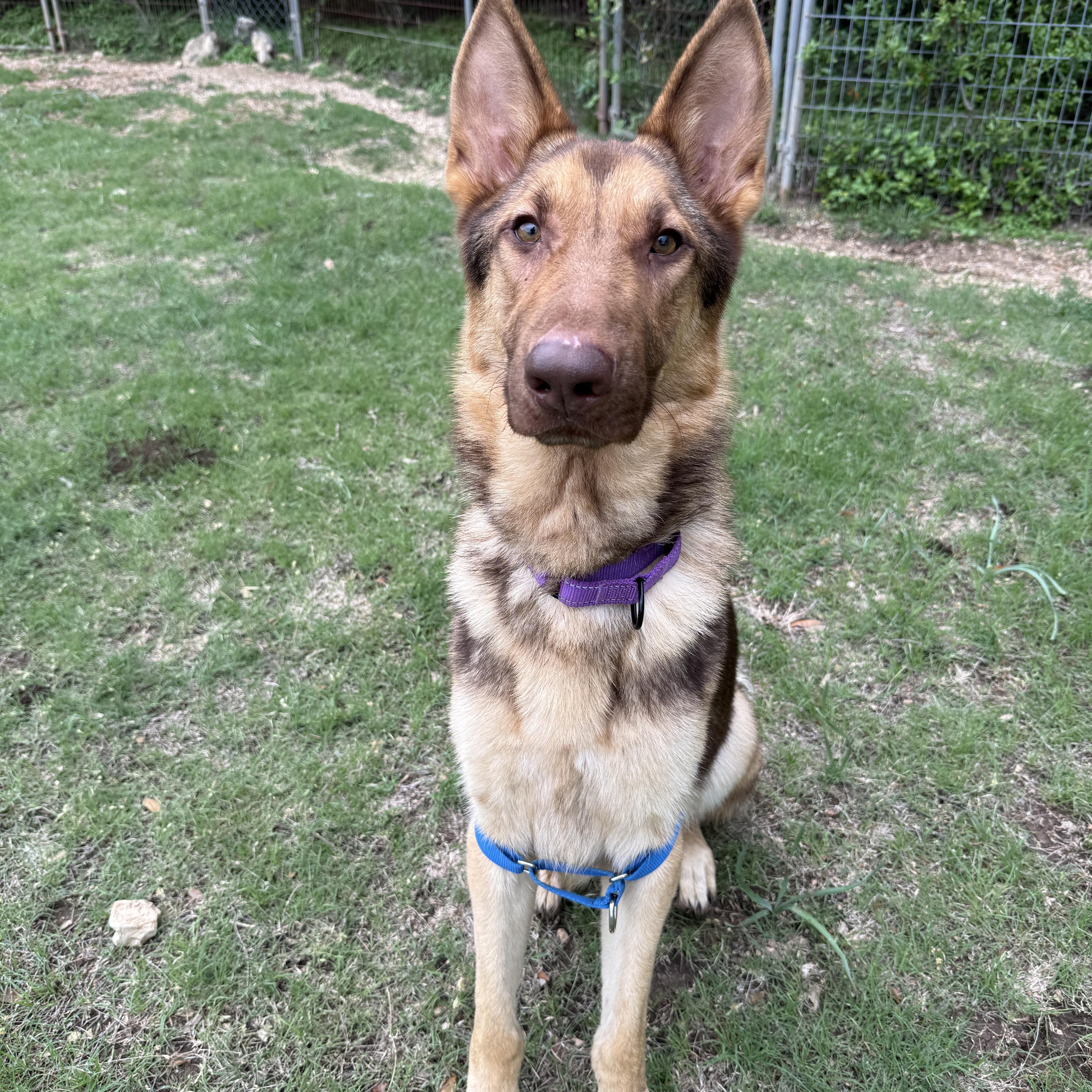 An adult large-sized male Black German Shepherd Dog dog named Axel for adoption in Bulverde, TX