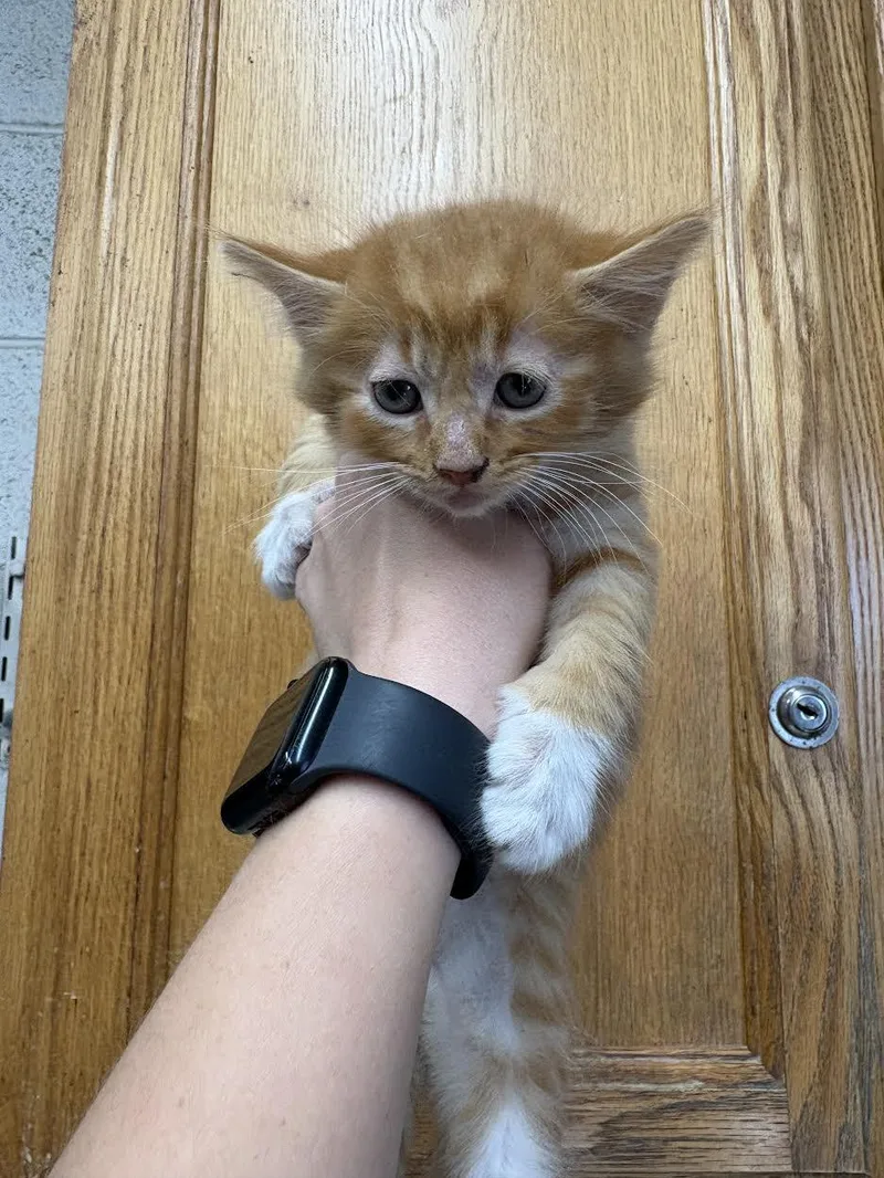 A young small-sized female Tabby (Orange / Red) Domestic Medium Hair cat named Maui for adoption in Oakdale, CA