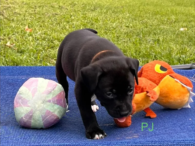 A baby large-sized male Labrador Retriever dog named Pj for adoption in Claremore, OK