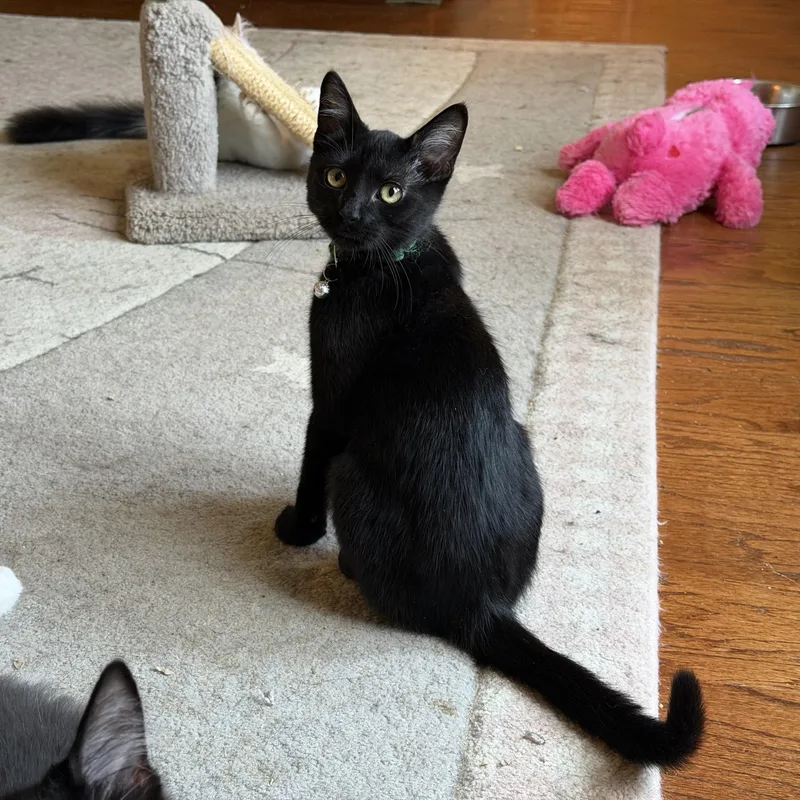 A baby medium-sized female Black Domestic Short Hair cat named Eclipse for adoption in Duluth, GA