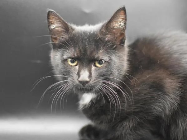 A baby small-sized female Domestic Short Hair cat named Beanie for adoption in Portland, OR