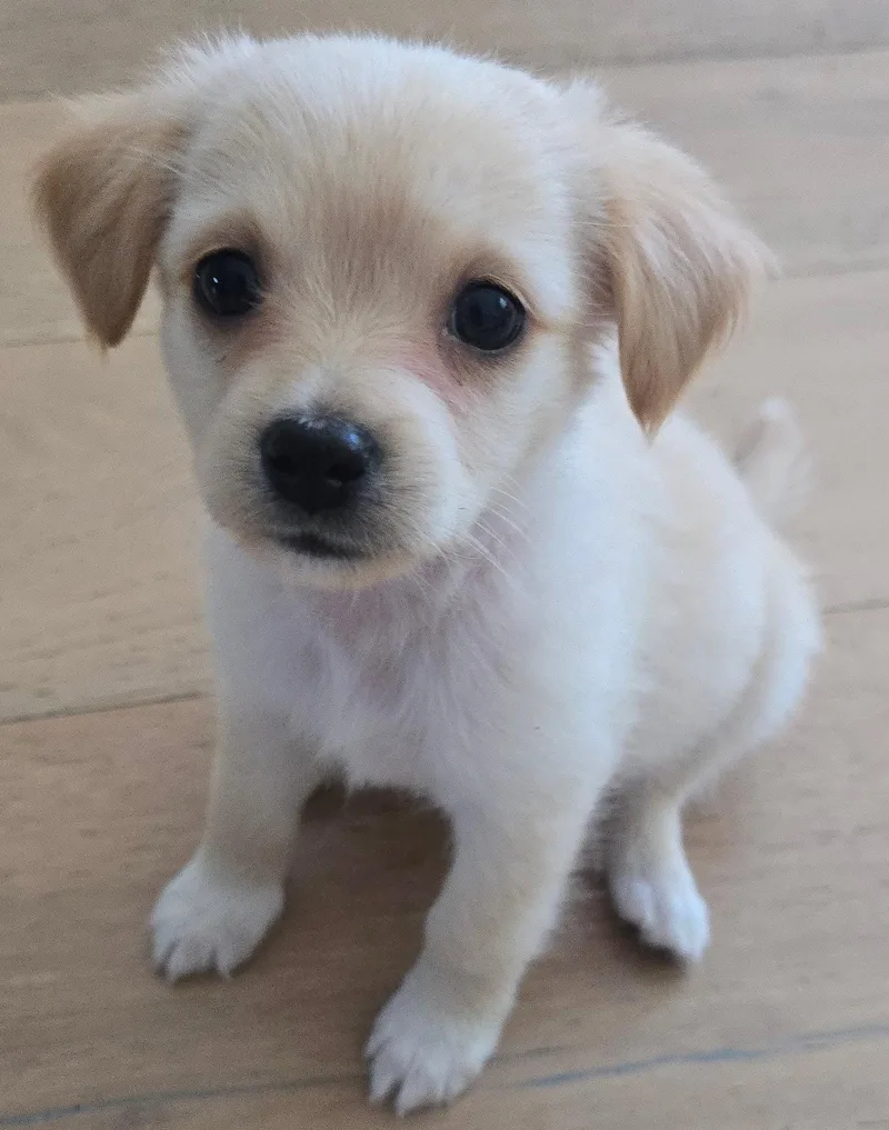 Oscar