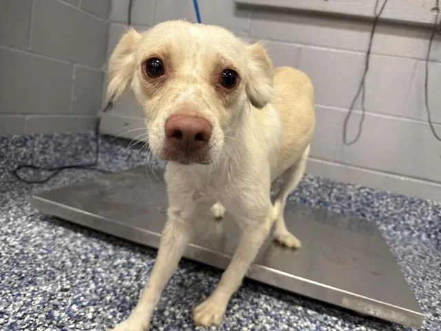 An adult medium-sized female Terrier dog named Franny for adoption in Thousand Palms, CA