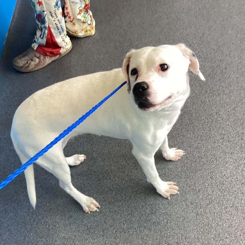 An adult medium-sized female White / Cream Terrier dog named Jackie for adoption in Montgomery, AL