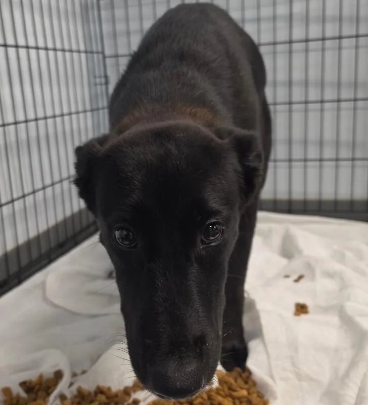 A young medium-sized male Husky dog named Bear for adoption in Roanoke, VA