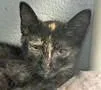 A baby medium-sized female Tortoiseshell Domestic Short Hair cat named Aubrey for adoption in Portsmouth, OH