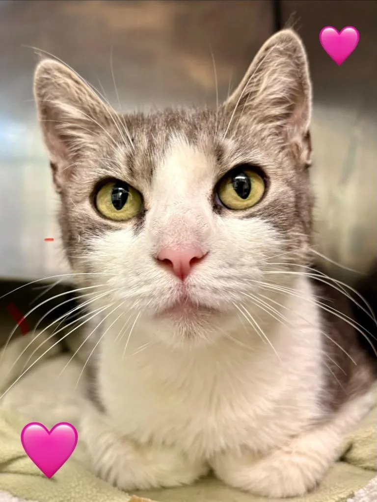 An adult medium-sized female Domestic Short Hair cat named Rhaenyra for adoption in Fall River, MA