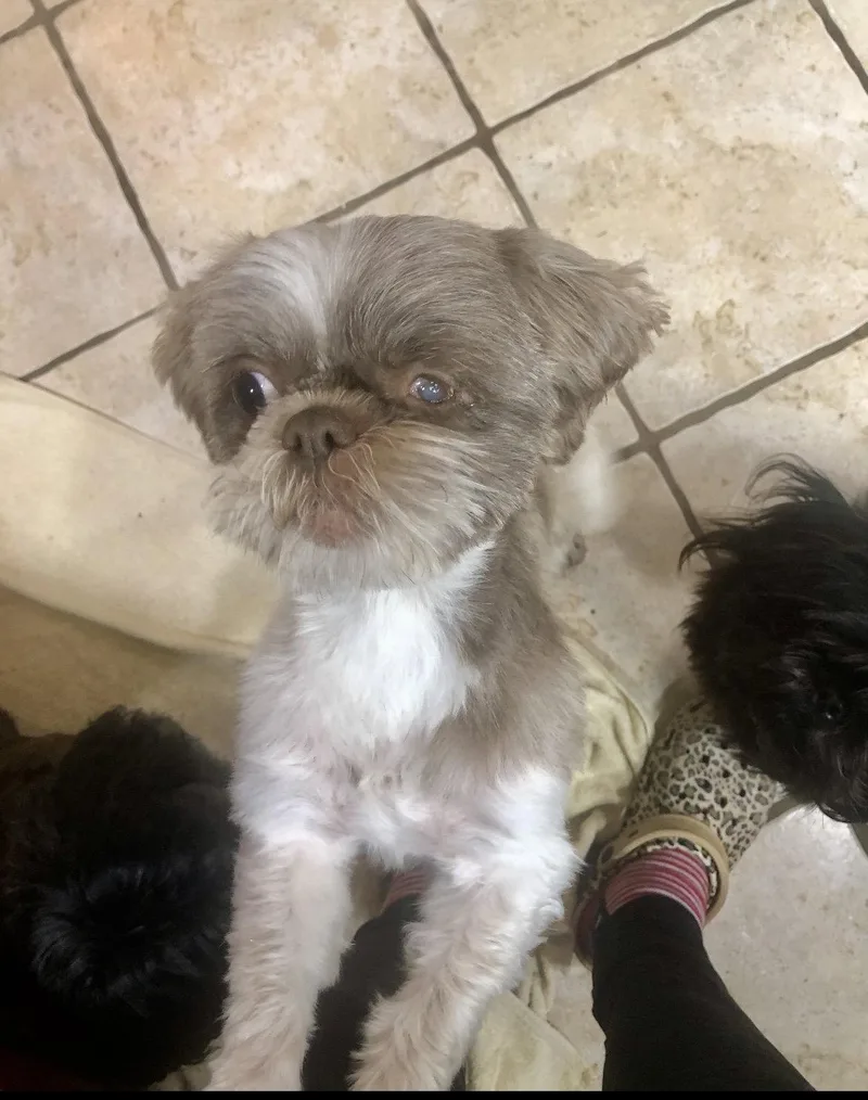 A young small-sized female Shih Tzu dog named Annie Hadley for adoption in Saunderstown, RI