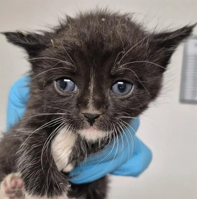 A baby small-sized male Domestic Short Hair cat named Preacher for adoption in Bakersfield, CA