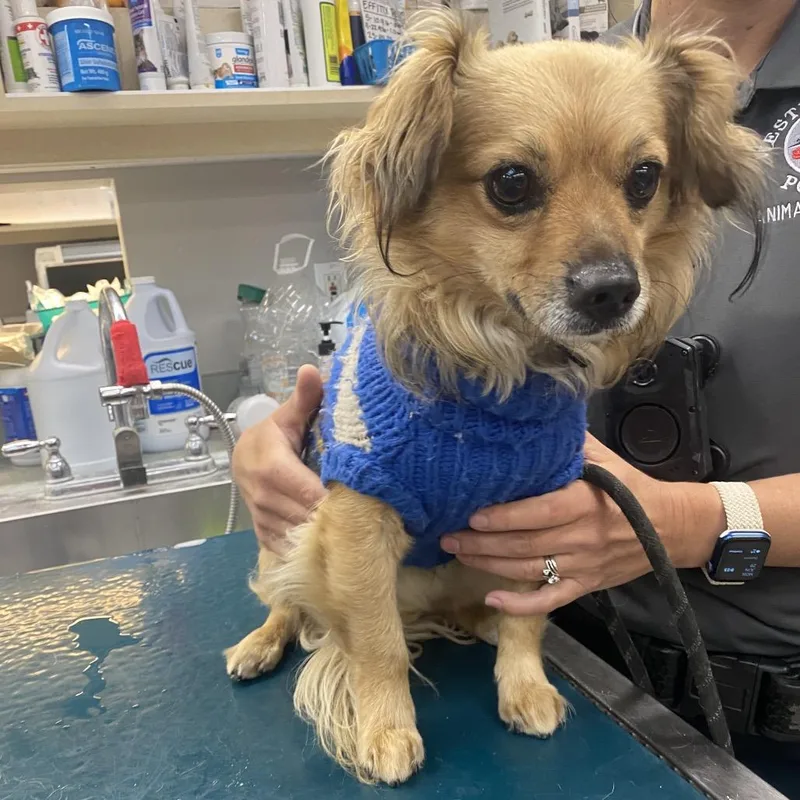 An adult small-sized male Yellow / Tan / Blond / Fawn Chihuahua dog named Cappy for adoption in Westminster, CA