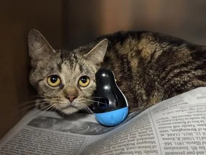 An adult medium-sized male Domestic Short Hair cat named Granite for adoption in Westland, MI
