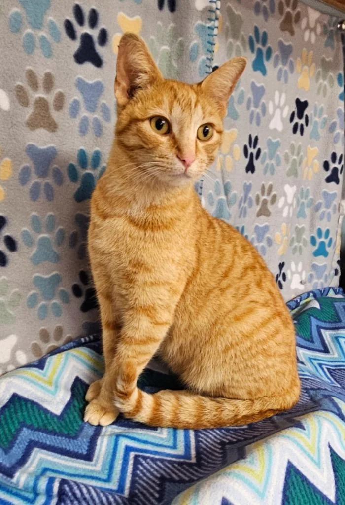 A young medium-sized male Domestic Short Hair cat named Silas for adoption in Wabash, IN