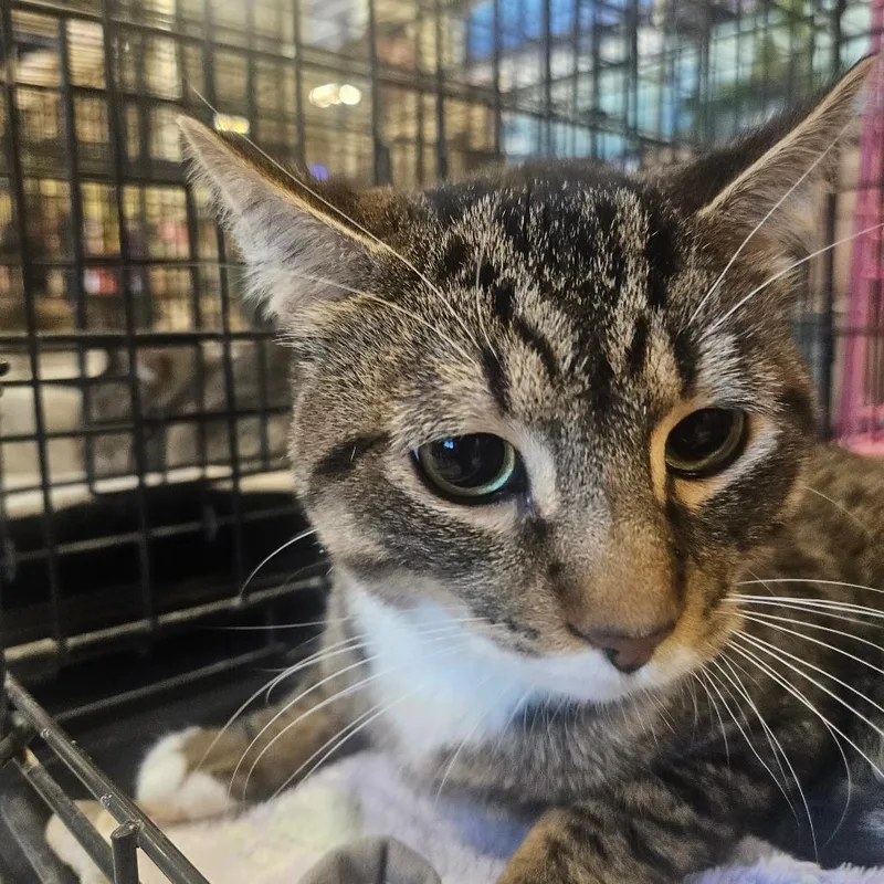 Venstappen thumbnail 2