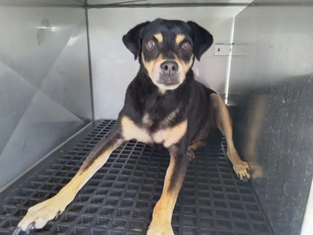 A senior small-sized male Manchester Terrier dog named Hugo for adoption in Fort Lauderdale, FL