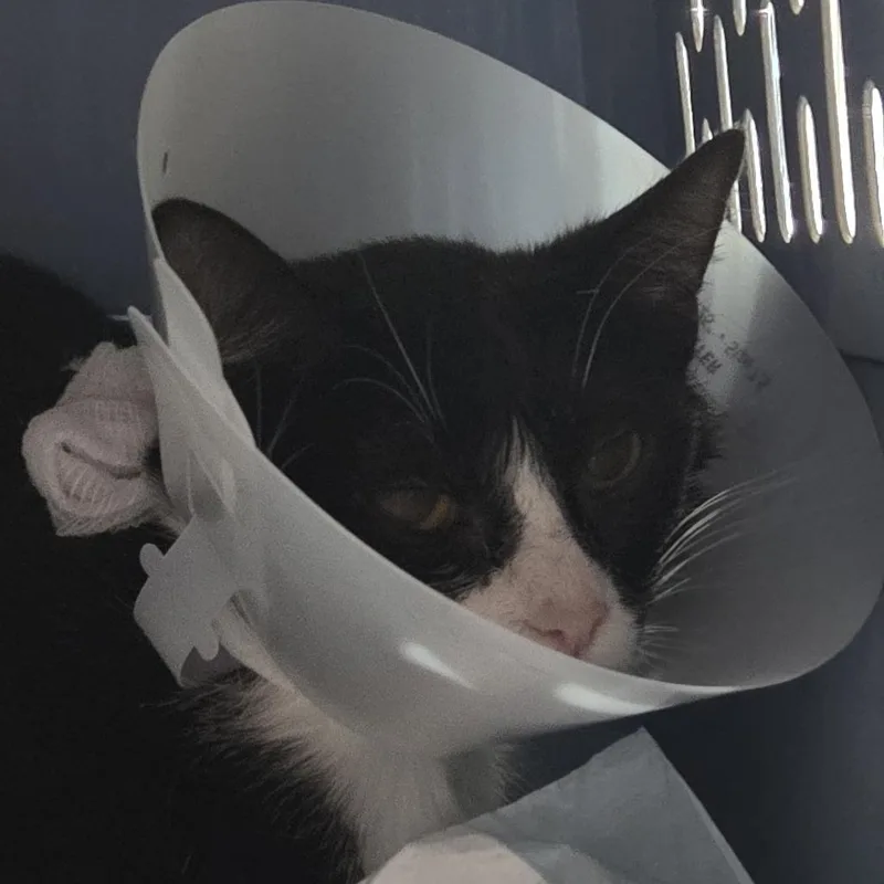 A young small-sized female Black Domestic Short Hair cat named Buttercup for adoption in Leander, TX