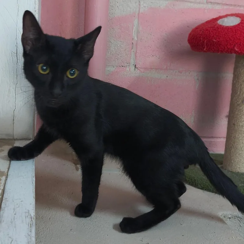 A young medium-sized male Black Domestic Short Hair cat named Scribble for adoption in Laredo, TX