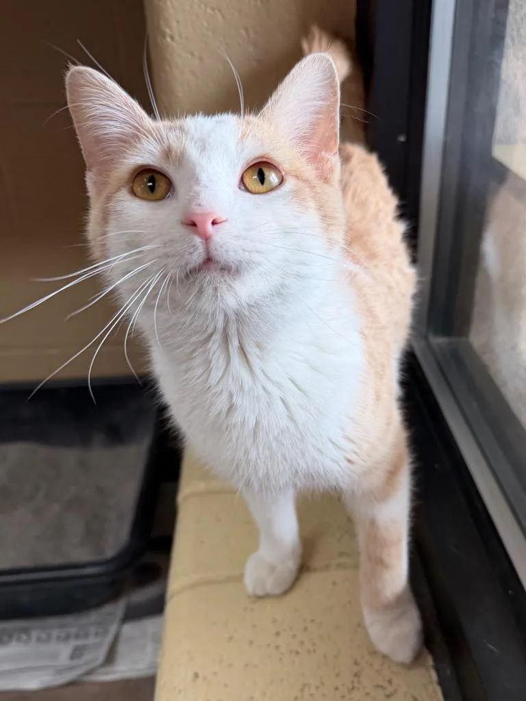 A young medium-sized male Domestic Short Hair cat named Crimson Crisp for adoption in Cincinnati, OH
