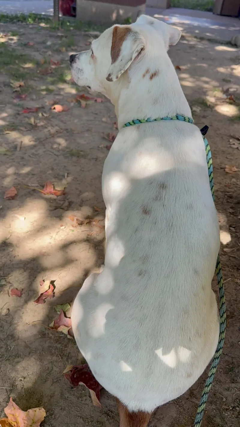 An adult medium-sized female White / Cream Pit Bull Terrier dog named Cherry for adoption in Springfield, IL