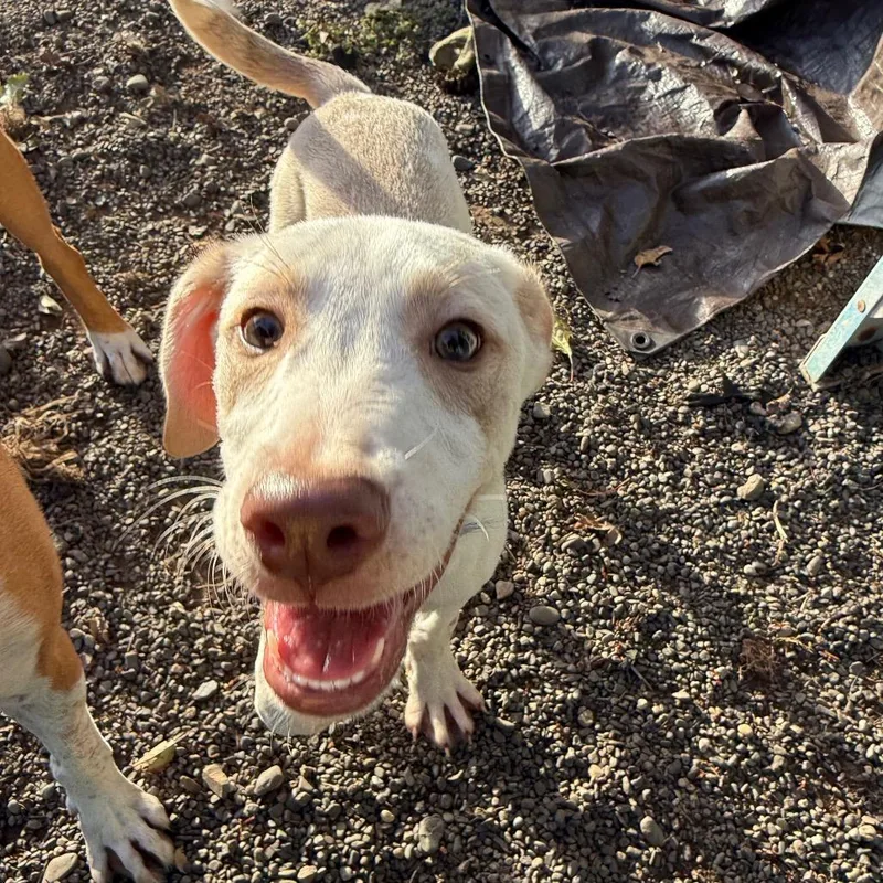 A baby small-sized male Pit Bull Terrier dog named Pants for adoption in Bellingham, WA