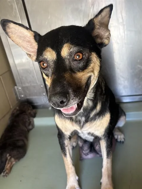 A young medium-sized female Shepherd dog named Fiona for adoption in Riverside, CA