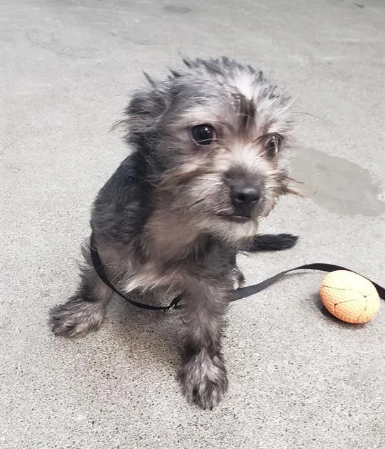 A young small-sized female Chihuahua dog named Joy for adoption in Fairfield, CA