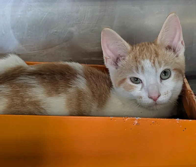 A baby medium-sized male Tabby cat named Komodo Dragon for adoption in Marietta, OH