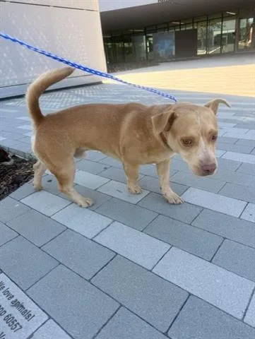 A young small-sized male Chihuahua dog named Copper for adoption in San Martin, CA