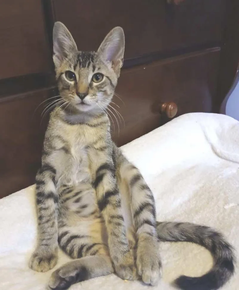 A baby medium-sized male Tabby (Gray / Blue / Silver) Tabby cat named Lionel for adoption in Spring Branch, TX