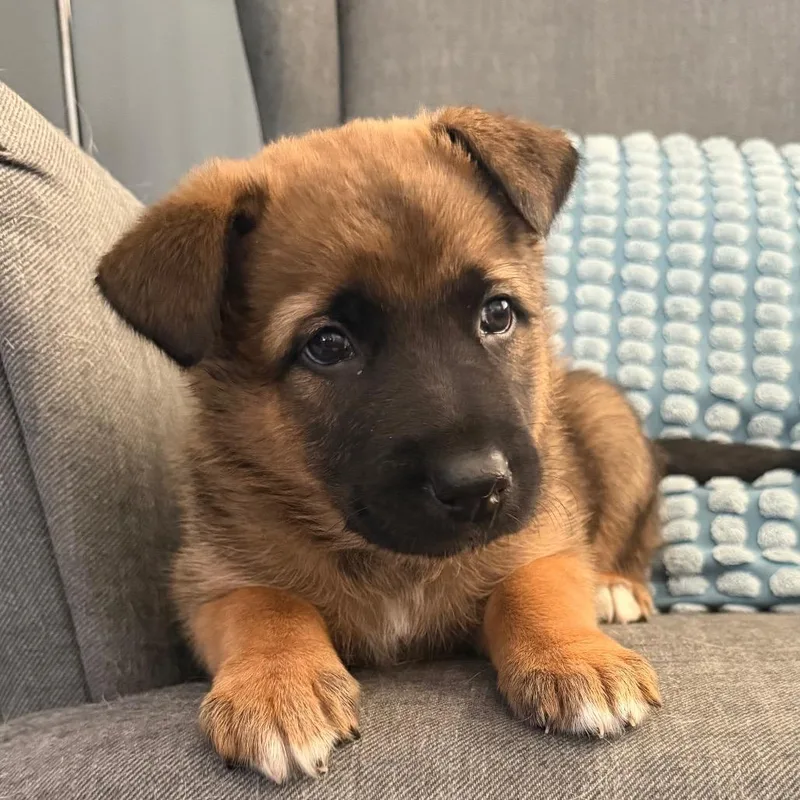 A baby large-sized male Brown / Chocolate German Shepherd Dog dog named Drac for adoption in Las Vegas, NV
