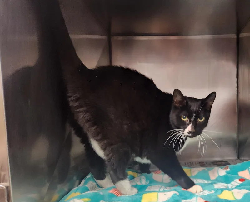 An adult large-sized male Black & White / Tuxedo Domestic Short Hair cat named Chester for adoption in Clayton, NJ