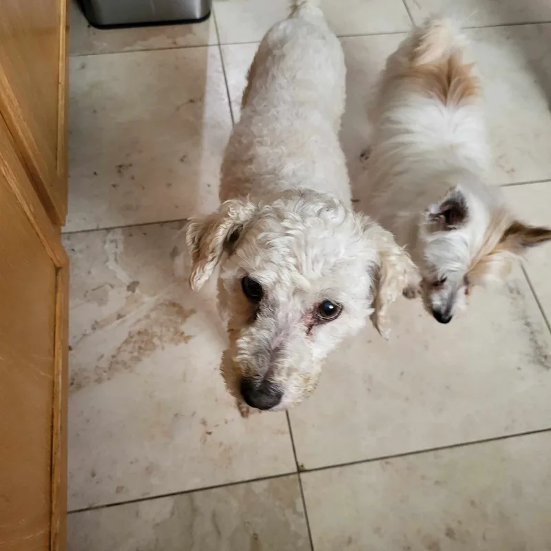 Basil Baron thumbnail 2