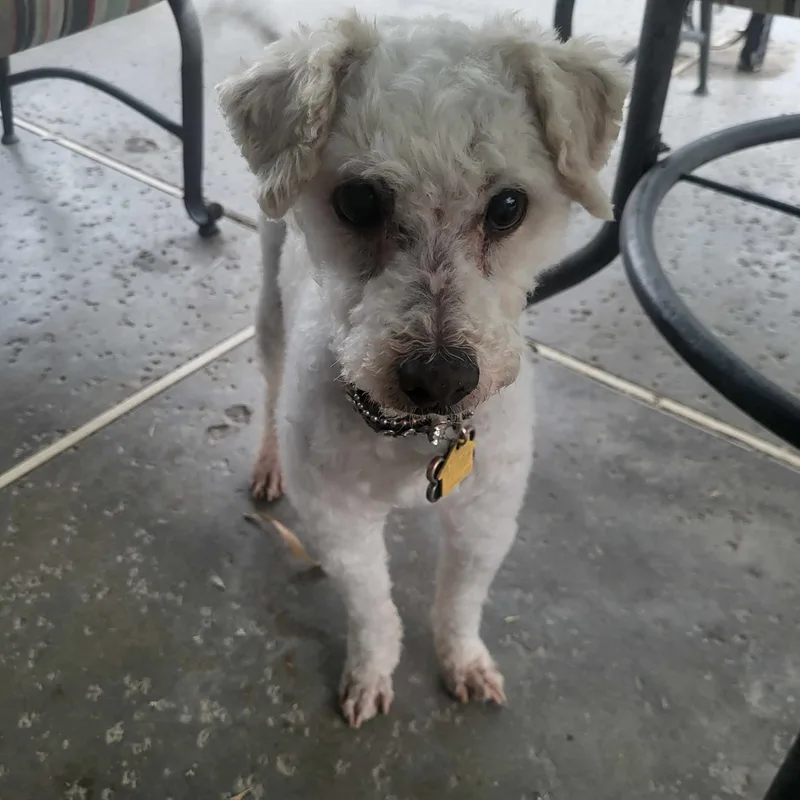 Basil Baron thumbnail 3