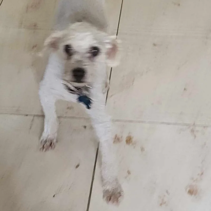 Basil Baron thumbnail 4