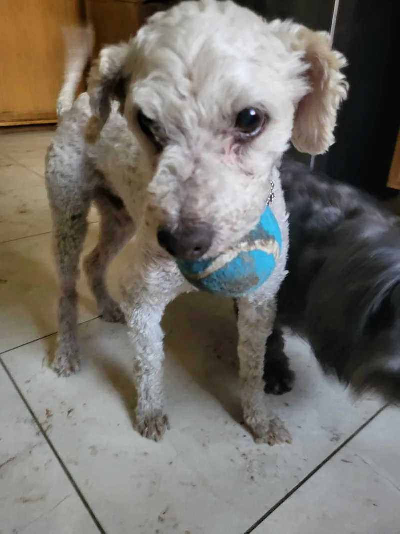 Basil Baron thumbnail 5