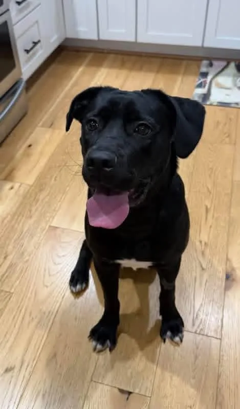 A young medium-sized female Black Labrador Retriever dog named Minnie for adoption in Jefferson City, MO