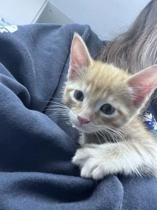 A baby small-sized male Domestic Short Hair cat named Flynn for adoption in Daytona Beach, FL
