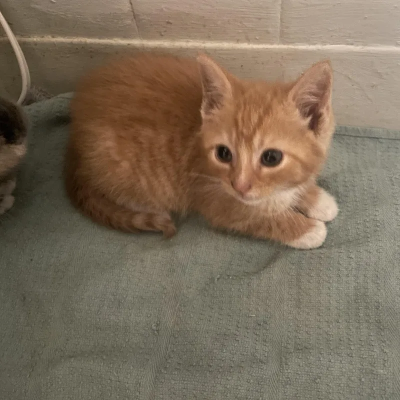 A baby small-sized male Orange / Red Domestic Short Hair cat named Pumpkin for adoption in Troy, NY