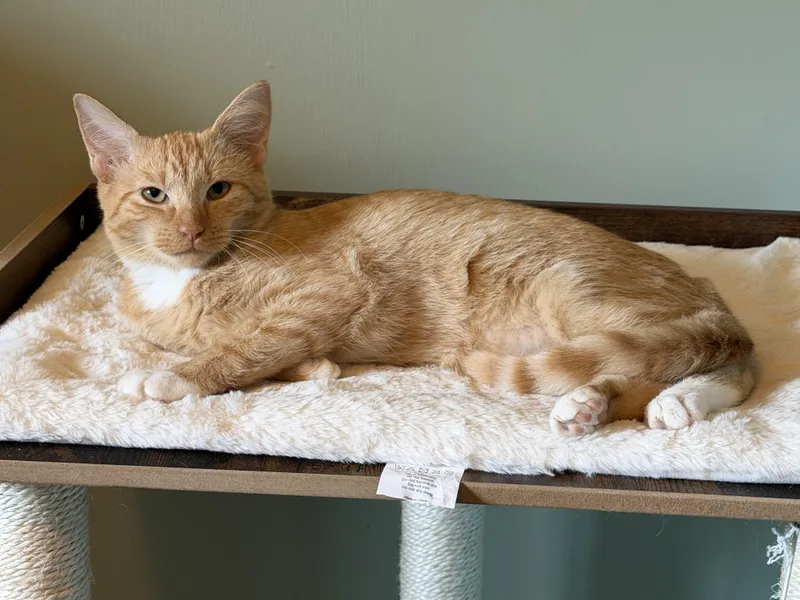 A young large-sized male Tabby (Orange / Red) Domestic Short Hair cat named Kyo for adoption in Hixson, TN