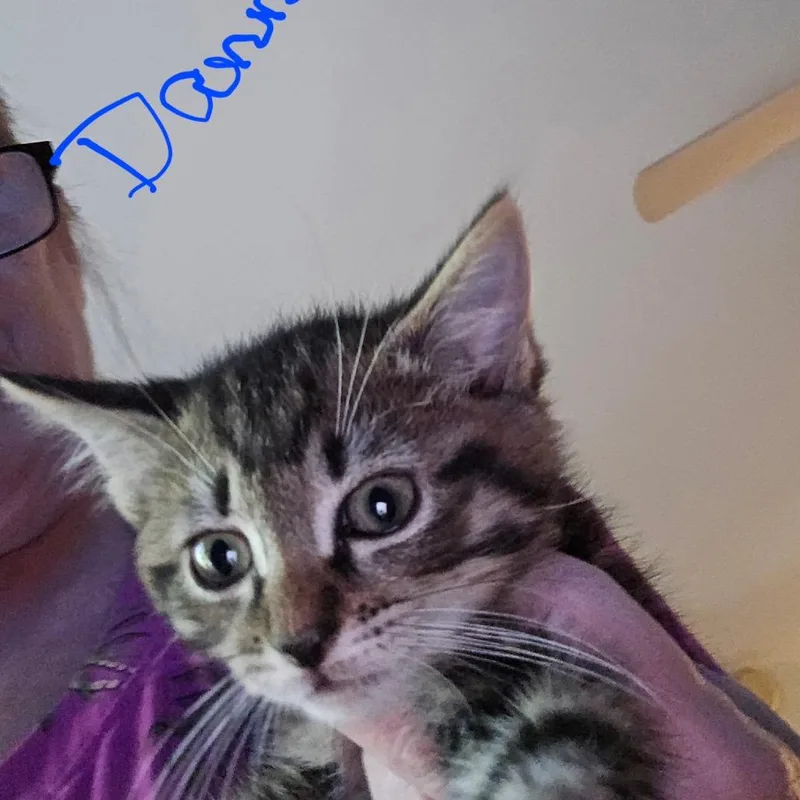 A baby small-sized male Brown / Chocolate Domestic Short Hair cat named Danny for adoption in Alexandria, VA